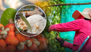 កម្ពុជា រកចំណូលបានជាង៤ពាន់លានដុល្លារ ពីការនាំចេញកសិផលជាង១១លានតោន ក្នុងរយៈពេល១០ខែឆ្នាំនេះ